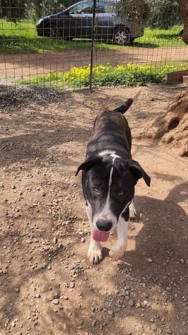 Mix Pitbull maschio 12mesi SOS CASA COSENZA - Foto 5