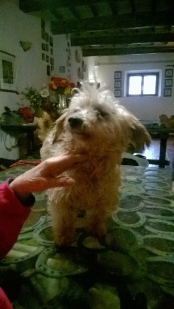 RUDY, affettuosissimo yorkshire - Foto 2