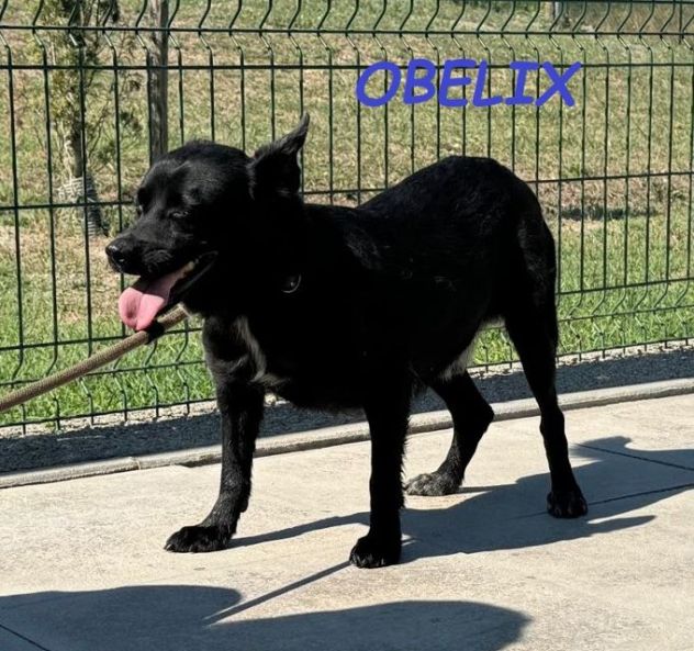 OBELIX 3anni cagnolino affettuoso ed allegro!tg piccola