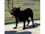OBELIX  3anni cagnolino affettuoso ed allegro!tg piccola