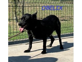 OBELIX  3anni cagnolino affettuoso ed allegro!tg piccola