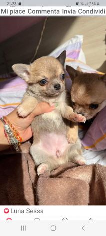 Chihuahua femmina pelo corto crema Roma - Foto 3