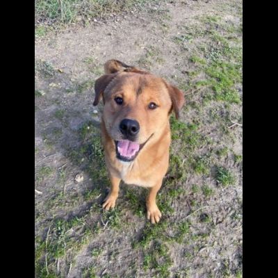 SIGFRIDO DOLCISSIMO CANE IN ADOZIONE - Foto 7