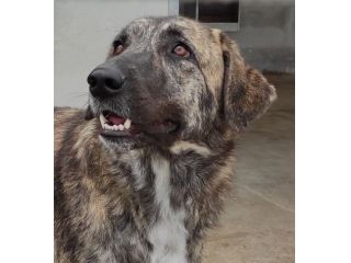 CANE IN ADOZIONE: TIAGO