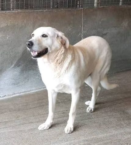 Splendida EDWIGE SIMIL LABRADOR CANE IN ADOZIONE - Foto 2