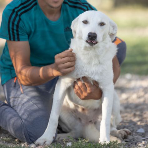 Shiro e Scooby 2anni ed invisibili in canile.NAPOLI - Foto 6