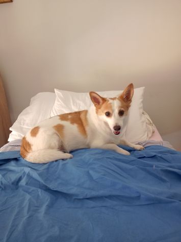 Pet sitter - Foto 4