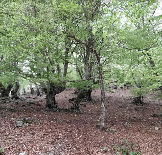 Terreno Agricolo - Montelanico . Rif.: Cod. rif 3214511VRG