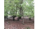 Terreno Agricolo - Montelanico . Rif.: Cod. rif 3214511VRG