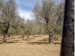 Terreno in provincia di Salerno