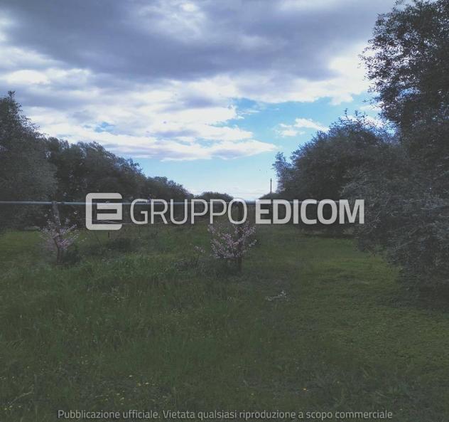 Terreno di 35921 mq in vendita a Montalbano Jonico - Rif. 4551657 - Foto 5