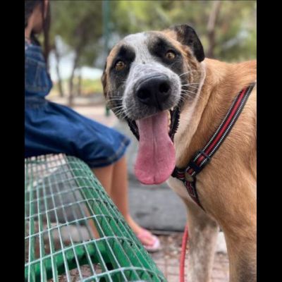 LEO ADORABILE E COCCOLONE CANE IN ADOZIONE - Foto 7
