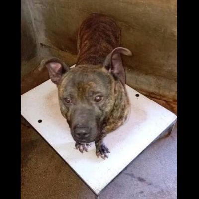 Zaza' ha un' indole meravigliosa, affettuoso cane in adozione 20 kg di tenerezza - Foto 3