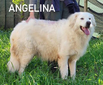 Angelina - Foto 3