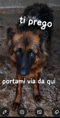 EMILY PASTORE TEDESCO PELO LUNGO HA SOLO 4 ANNI - Foto 3