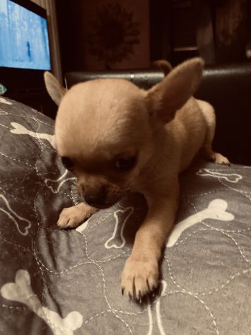 Chiuwawa - Foto 4