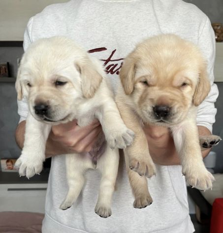 Cuccioli di Labrador Retriever