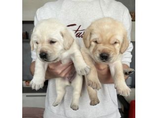 Cuccioli di Labrador Retriever