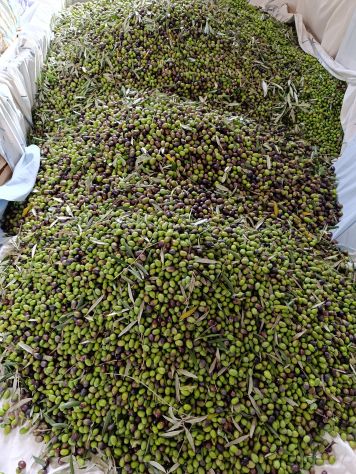 TERRENO ULIVETO E FRUTTETO CON POZZO - Foto 4