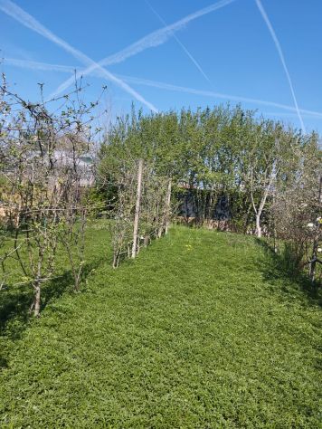 CONCESSIONE GRATUITA di terreno agricolo - Foto 2