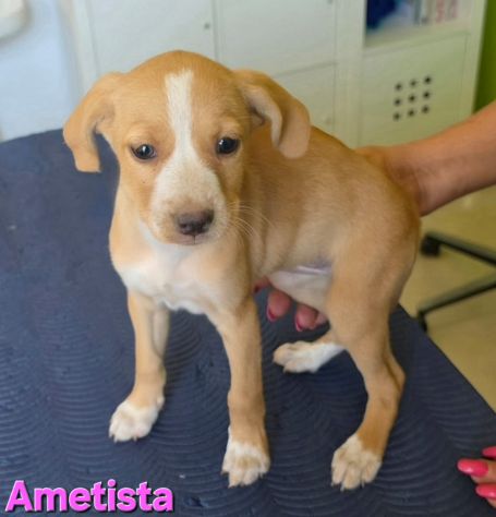 AMETISTA,cucciola mix volpino breton - Foto 5
