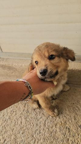 Uli: 3 mesi taglia contenuta - Foto 2