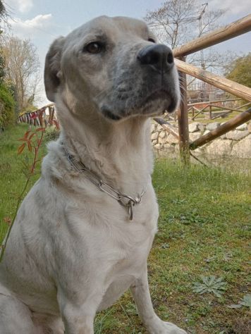 UNA MAMMA PER BIANCHINO - Foto 5
