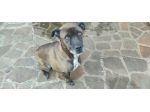 THOR, 5 ANNI (08/09/20), TAGLIA MEDIA, COSTRETTO A CERCARE UNA NUOVA CASA!