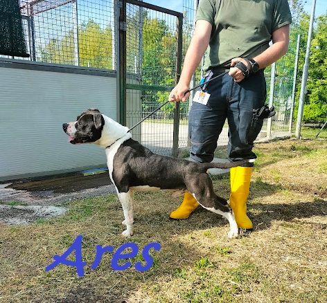 ARES 2-3anni cerca casa con persona esperta! - Foto 5
