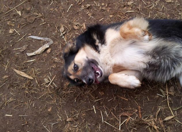 SISSY, stupenda cucciola speciale - Foto 7