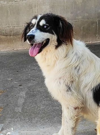 CANE IN ADOZIONE: PEGGY - Foto 5