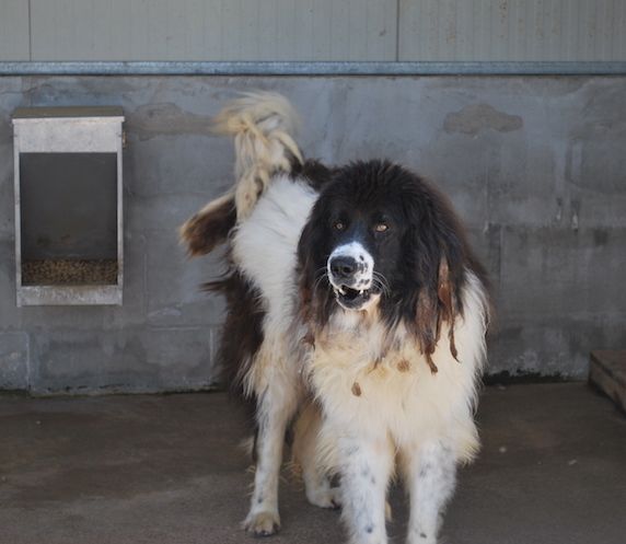 DUE MERAVIGLIE DIMENTICATE: CANI IN ADOZIONE - Foto 10