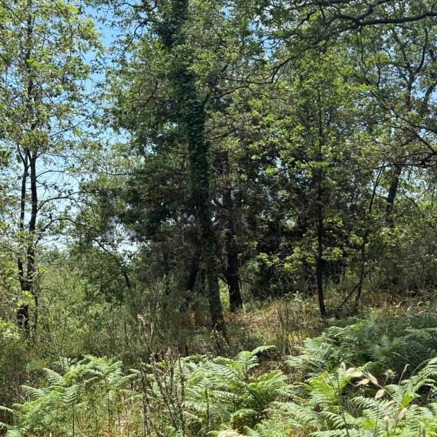 Terreno in vendita a Zafferana Etnea, Caselle - Foto 5