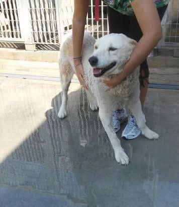 ARON, cagnolone dall'infinita dolcezza - Foto 3