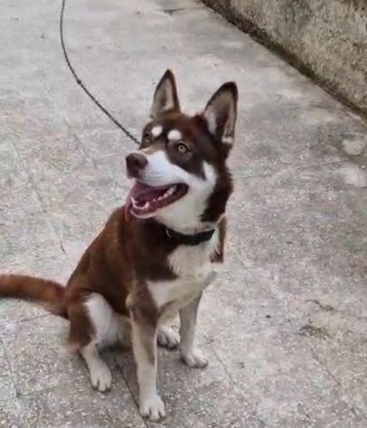 Siberian Husky 15mesi marrone splendido, viveva a catena CALABRIA URGENTE - Foto 3