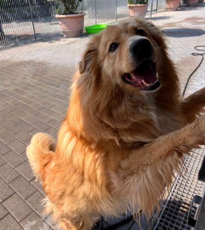 DIOR BELLISSIMO CAGNOLINO FULVO - Foto 5
