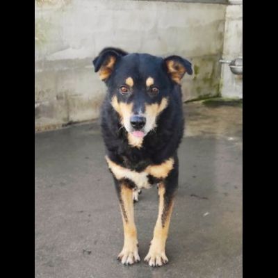 CAMBIA IL DESTINO DI CHI NON PUO' PARLARE, CANE IN ADOZIONE - Foto 2