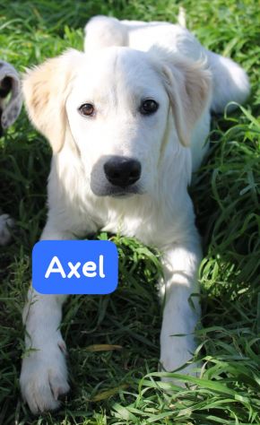 CUCCIOLI 5 MESI taglia media - Foto 4