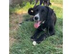FLIC LA TENEREZZA CERCA CASA, CUCCIOLO IN ADOZIONE
