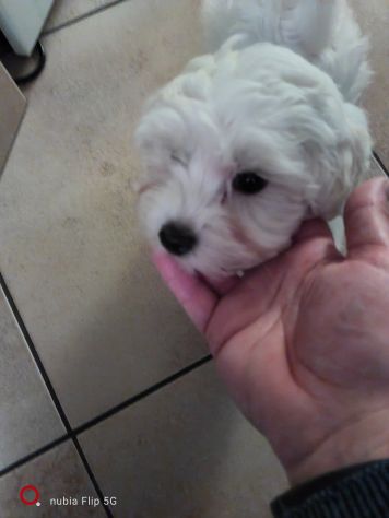 Maltese cucciola - Foto 6