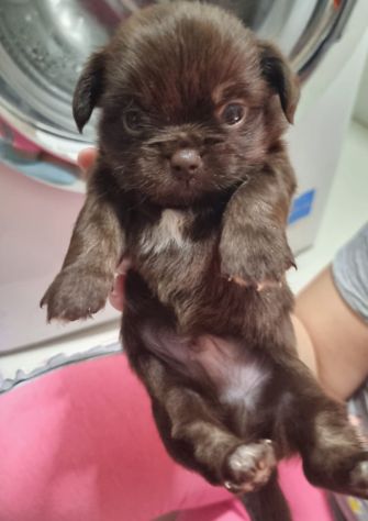 Vendesi cuccioli Chihuahua - Foto 4