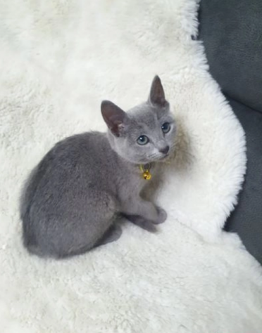 Adozione di due Blu di Russia Gattini - Foto 2