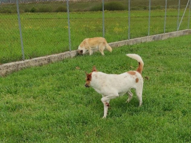 CATELLO allegro e affettuoso, cagnolino in adozione - Foto 8