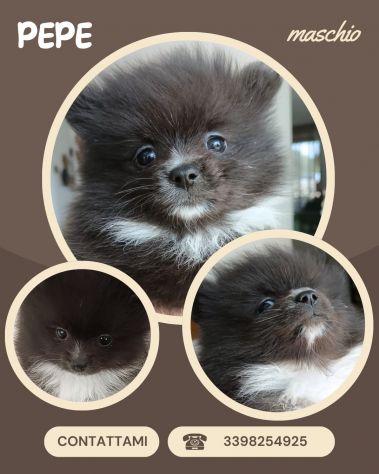 Cuccioli Spitz di Pomerania - Foto 2