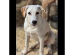 SPUGNA CUCCIOLO IN ADOZIONE