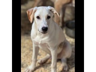 SPUGNA CUCCIOLO IN ADOZIONE