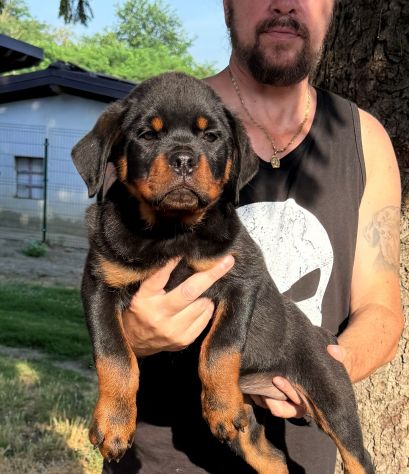 Cuccioli di Rottweiler XXL con Pedigree Enci - Foto 3