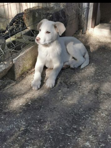Starsky ed Hutch cuccioli simil golden retriever - Foto 2