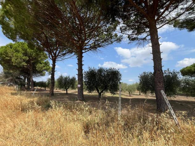 Terreno Agricolo - San Severo . Rif.: Cod. rif 3333384VRG