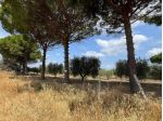 Terreno Agricolo - San Severo . Rif.: Cod. rif 3333384VRG